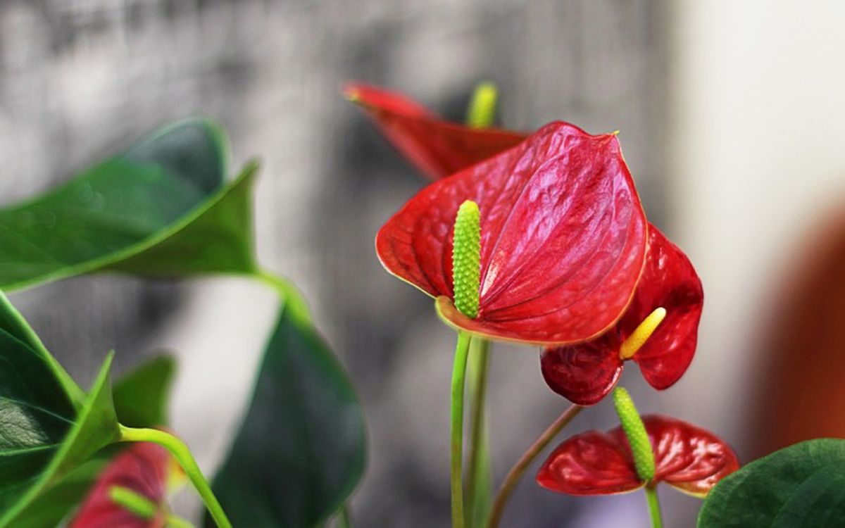 Plantas como el anturio tienen un follaje único.