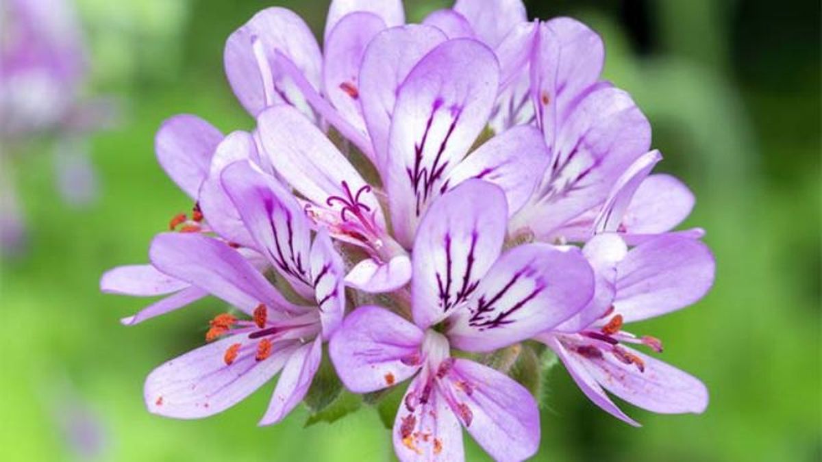 Pelargonium capitatum