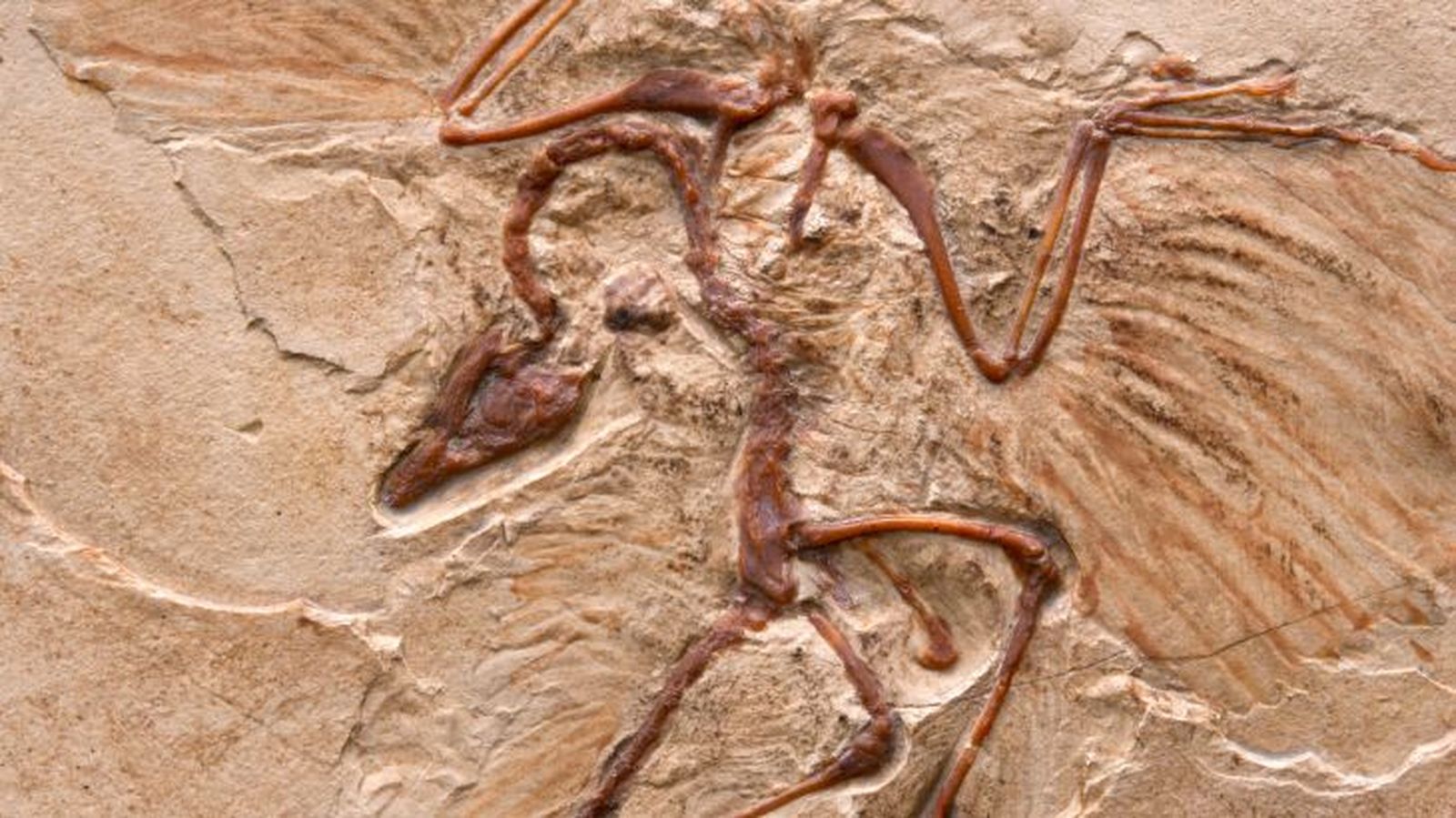 como eran los dinosaurios 5 como eran los dinosaurios 5
