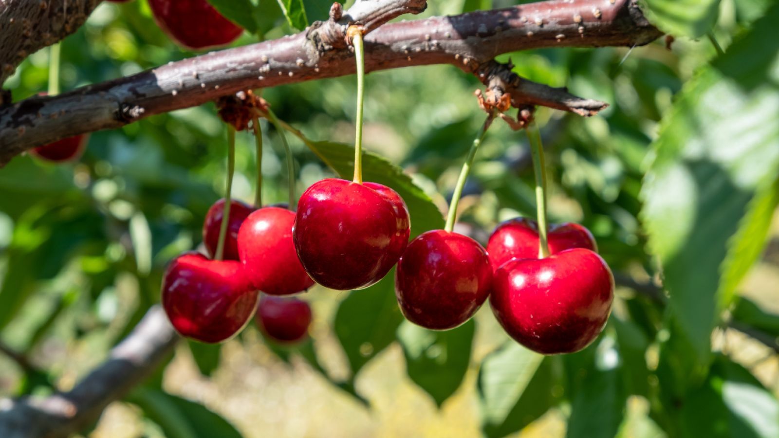 Cerezas Cerezas