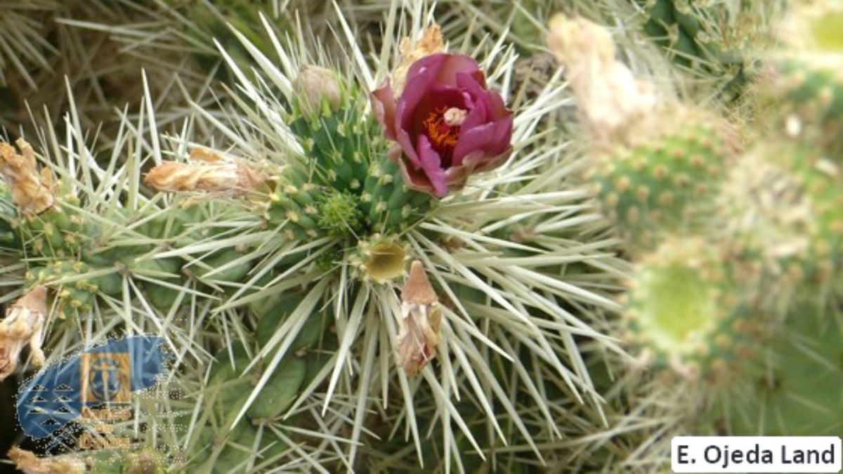 Cylindropuntia pallida