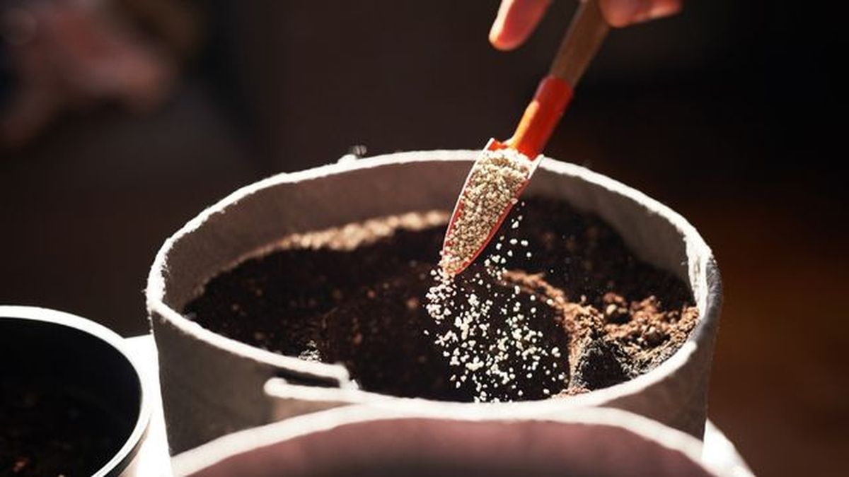 como ayudar a la micorriza