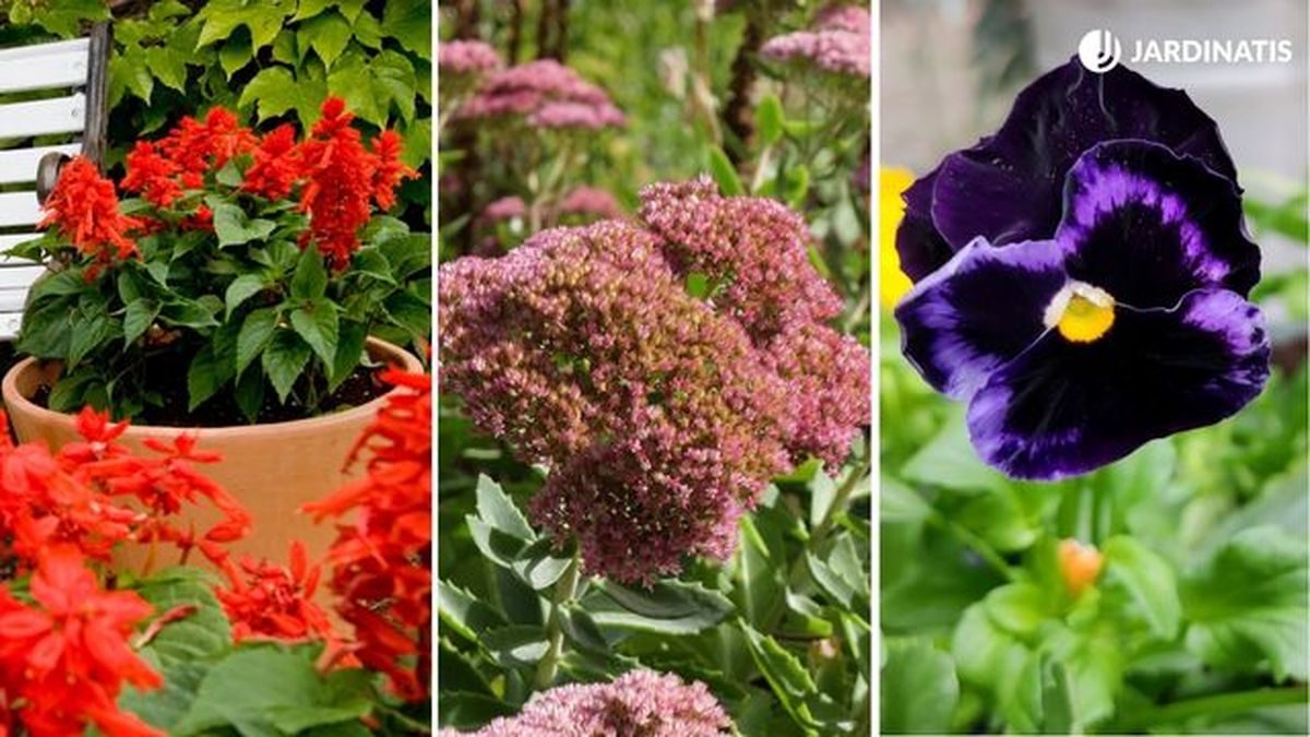 plantas otono entrada casa salvia splendens sedum spectabile pensamientos