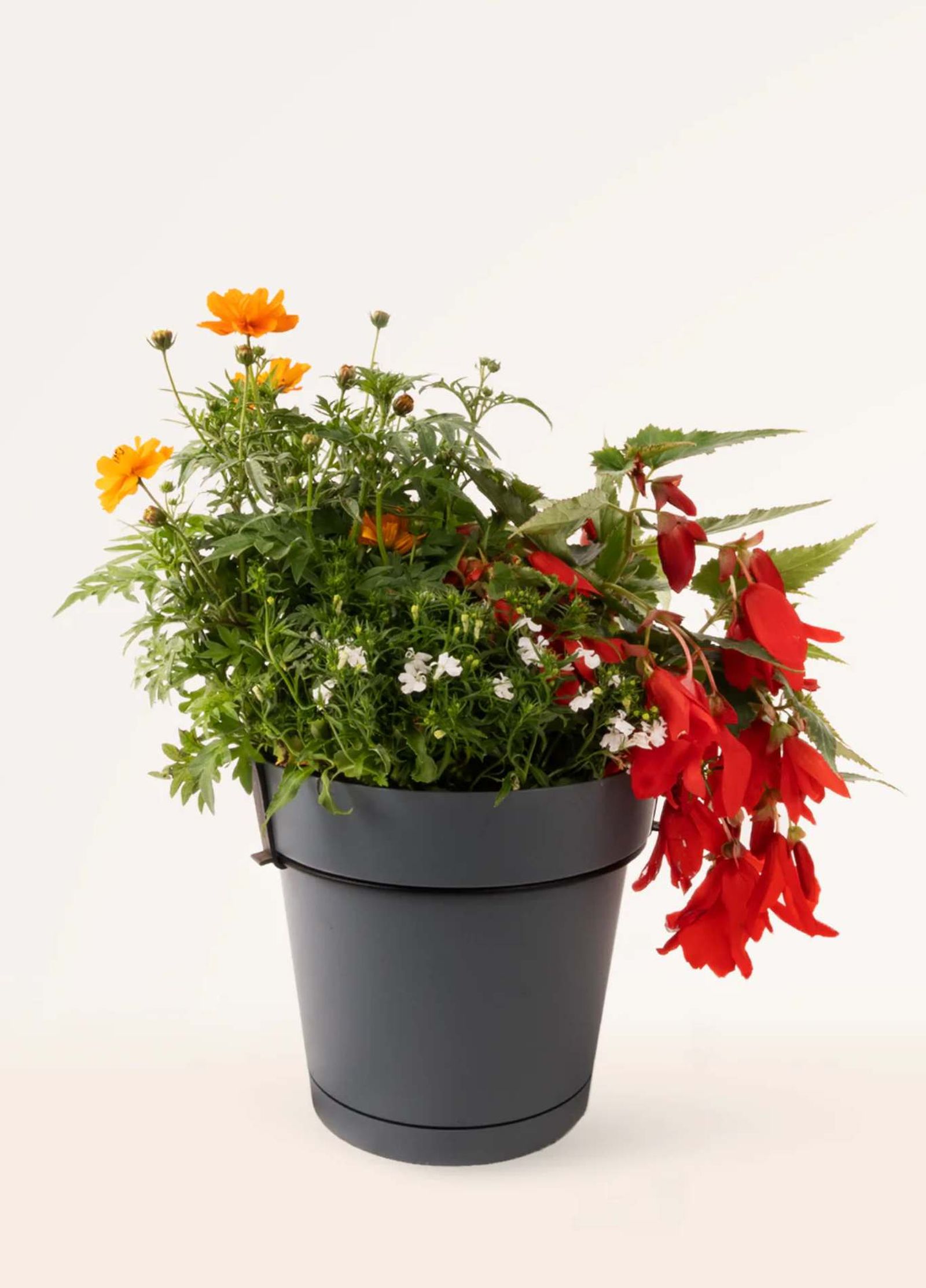 Summer Bloom Colgador