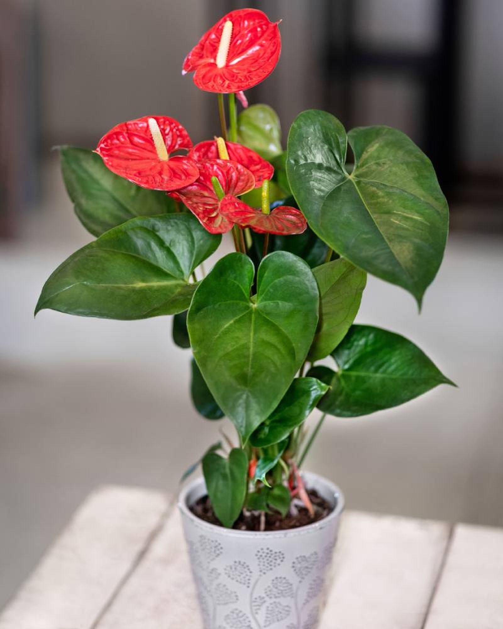 Anthurium andreanum. Anthurium andreanum.