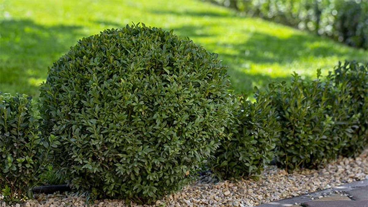 Buxus sempervirens