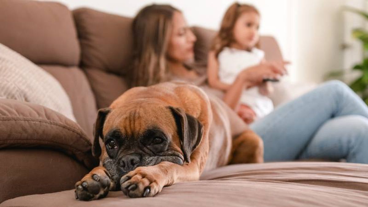 Deja descansar a tu perro, no es conveniente saturarle con demasiadas actividades.