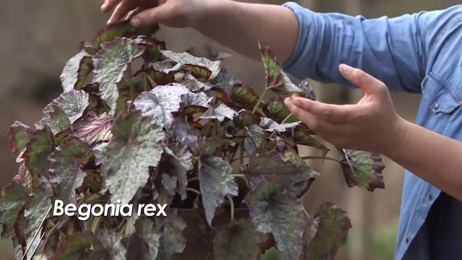980 jardineria begonias rex 980 jardineria begonias rex