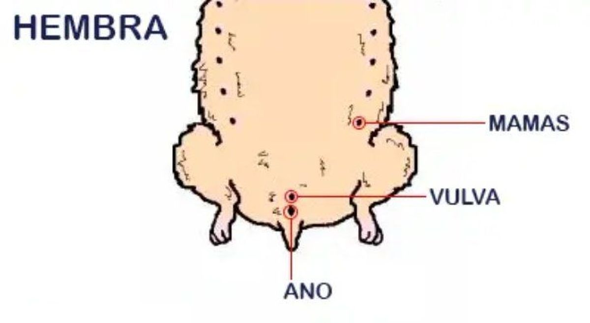 como saber si un hamster es macho o hembra hembras hembra