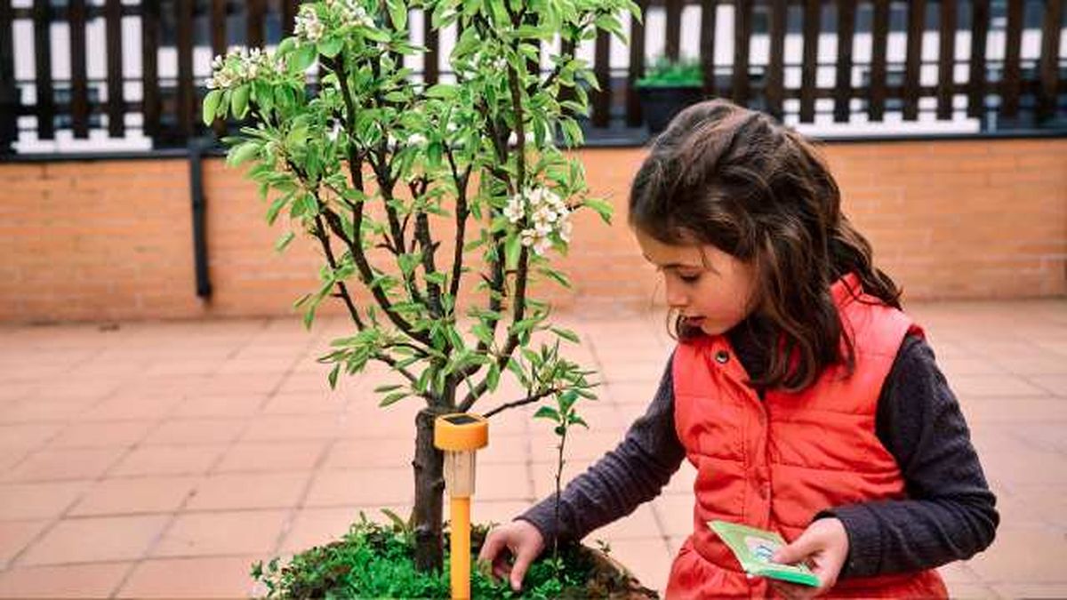 anadir fertilizante a un peral