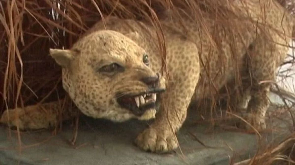 animales extintos leopardo zanzibar