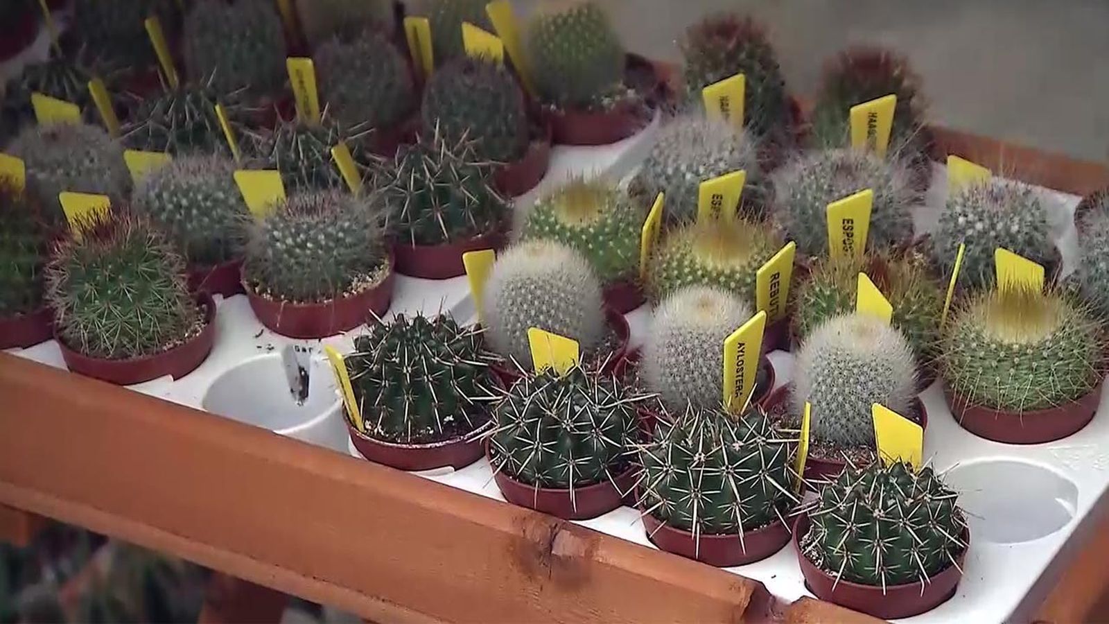 deco 565 plantas en miniatura cactus diferentes deco 565 plantas en miniatura cactus diferentes