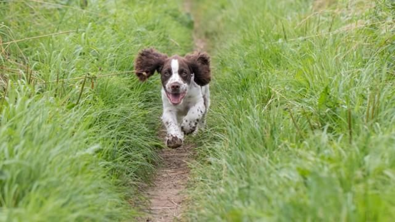 cocker spaniel 13 cocker spaniel 13