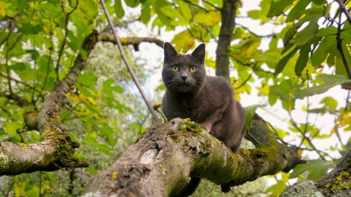 higos planta y fruta toxica para gatos