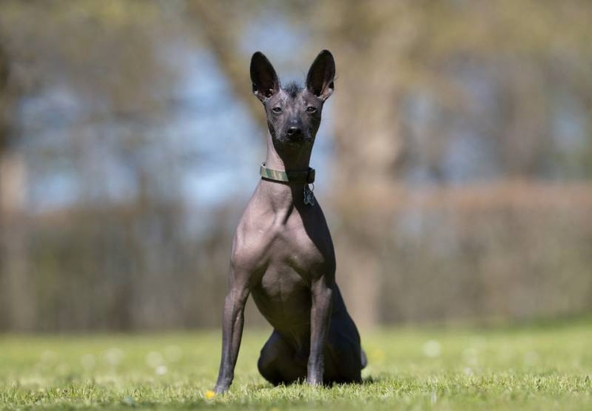 El Xoloitzcuintle o perro sin pelo mexicano, tiene su origen en México.