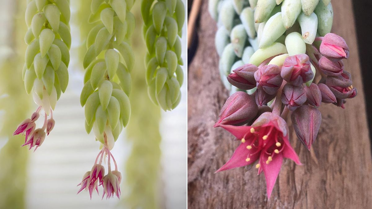flores rosas Sedum morganianum
