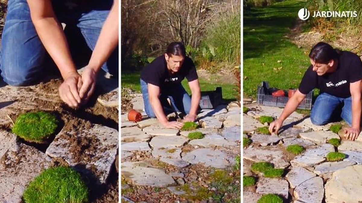 plantas para caminos jardin brico 859