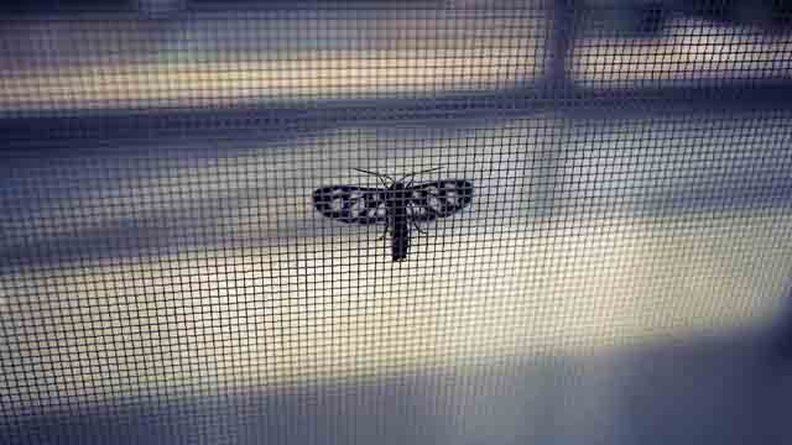 mosquitera enrollable foto