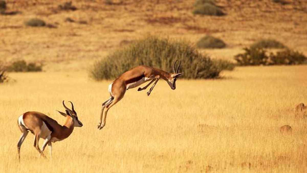 gacela (1)