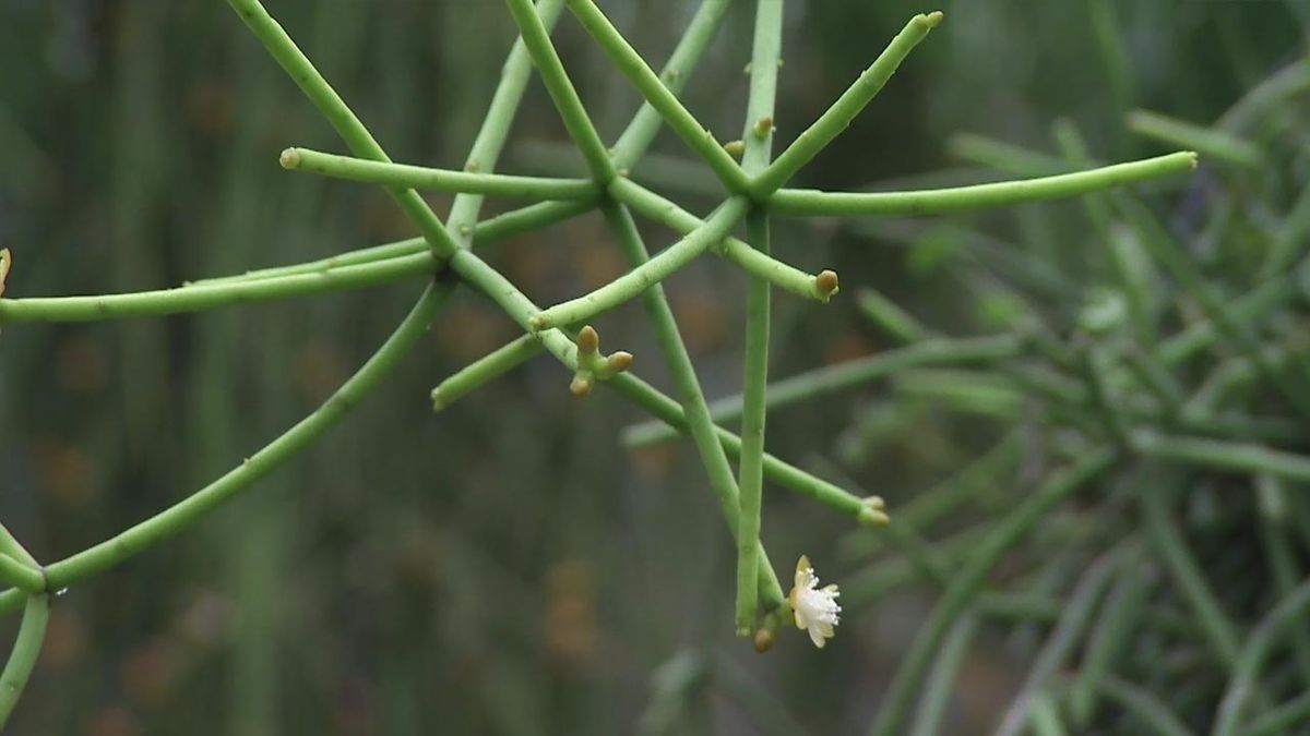 deco 765 jardin nuevas variedades rhipsalis