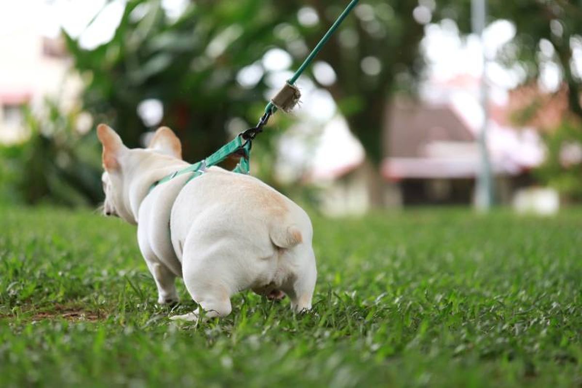 Si tu perro da vueltas u olfatea el suelo, señales de que necesita hacer sus necesidades.