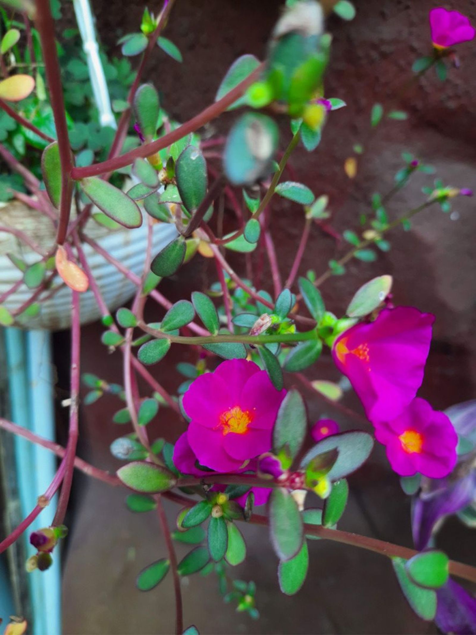 portulaca grandiflora suculenta colgante para el balcon portulaca grandiflora suculenta colgante para el balcon