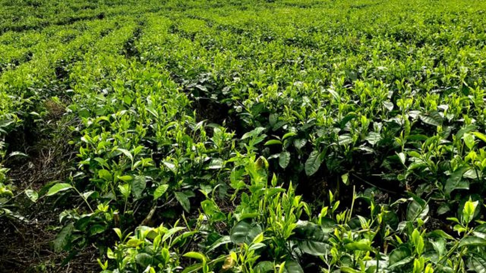 plantacion de te plantacion de te