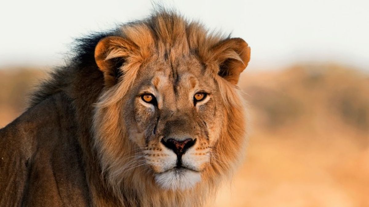 animales que empiezan por l 12