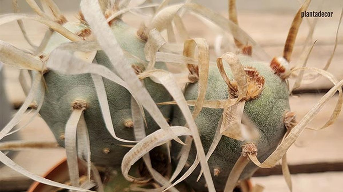 tephrocactus papyracanthus