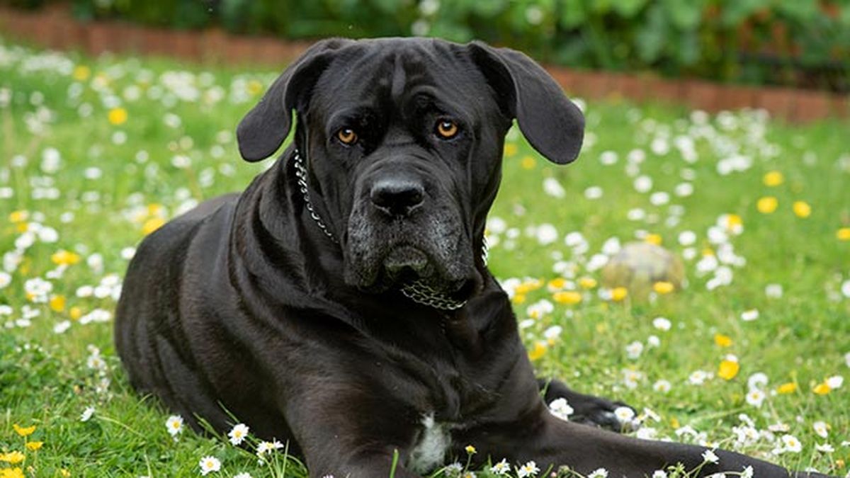 cane corso en el campo
