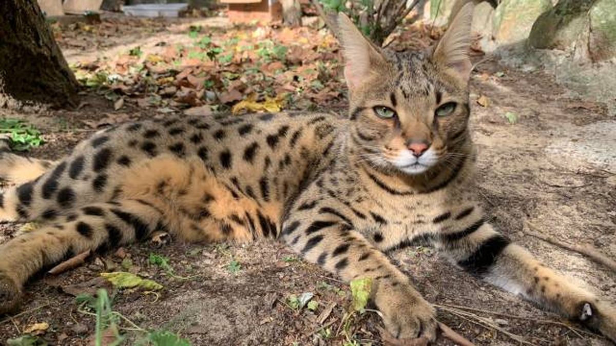 animales karpin centro acogida fauna silvestre gato savannah