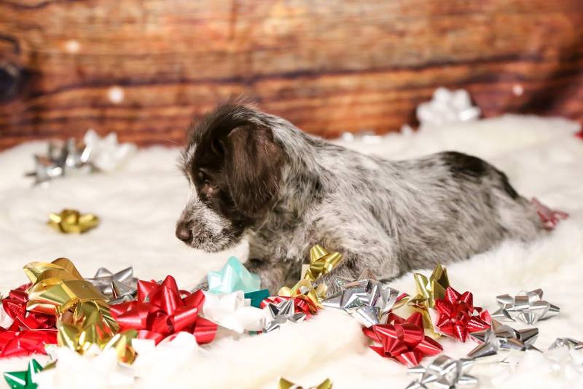 Establece sesiones cortas, con entrenamientos que duren en torno a los 5-10 minutos.
