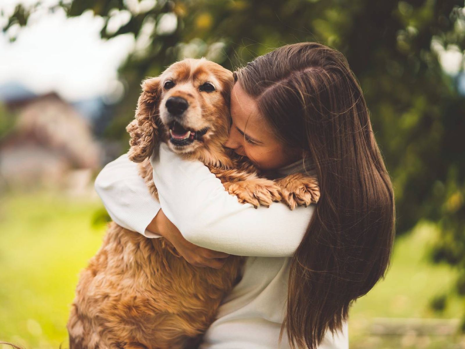 El Cocker Spaniel es un perro que tiene predisposición a padecer diferentes enfermedades. El Cocker Spaniel es un perro que tiene predisposición a padecer diferentes enfermedades.