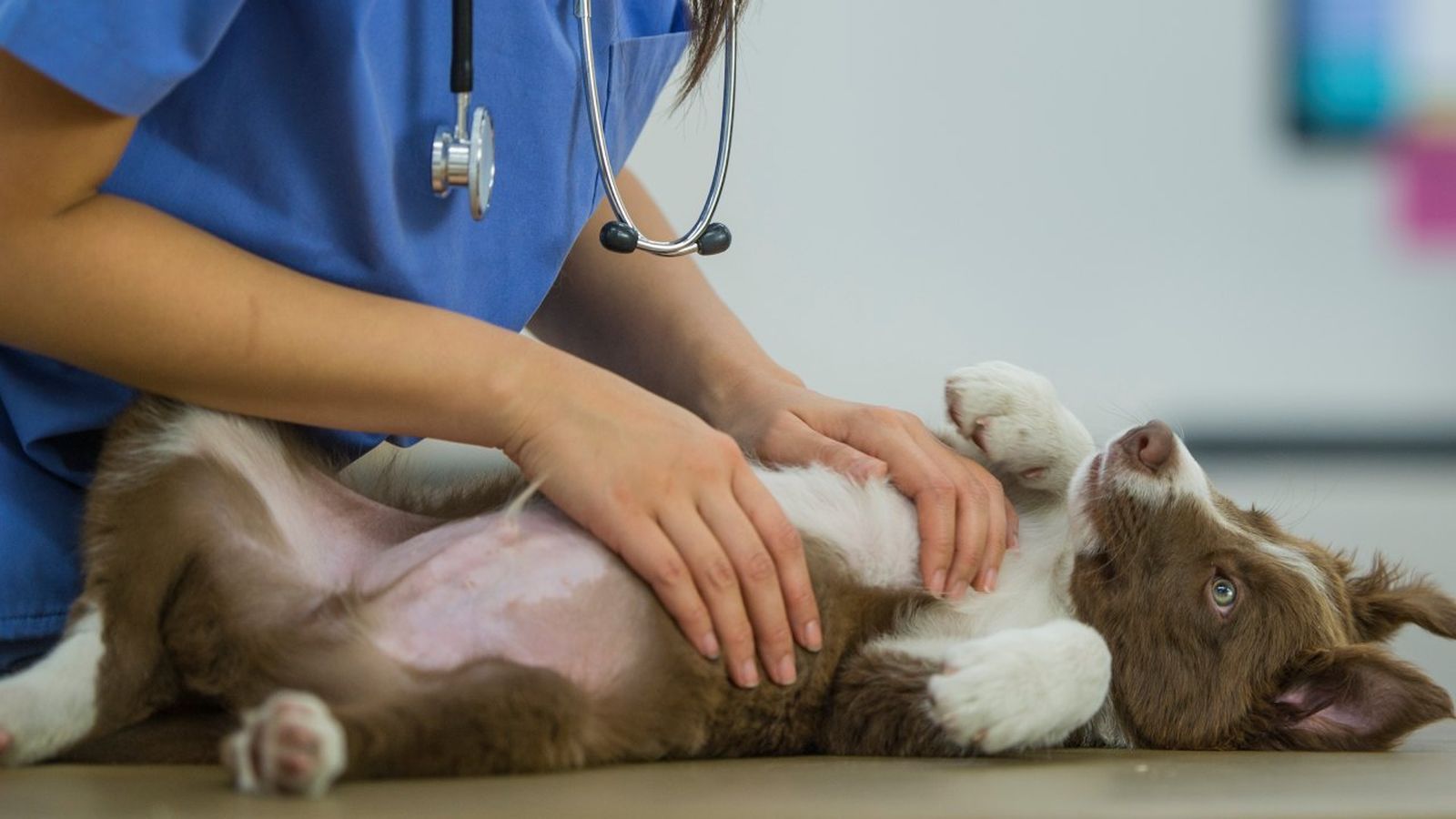 Un perro en el veterinario