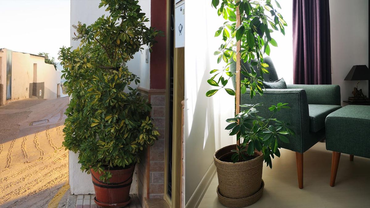 cheflera planta de interior caracteristicas cuidados.jardinatis