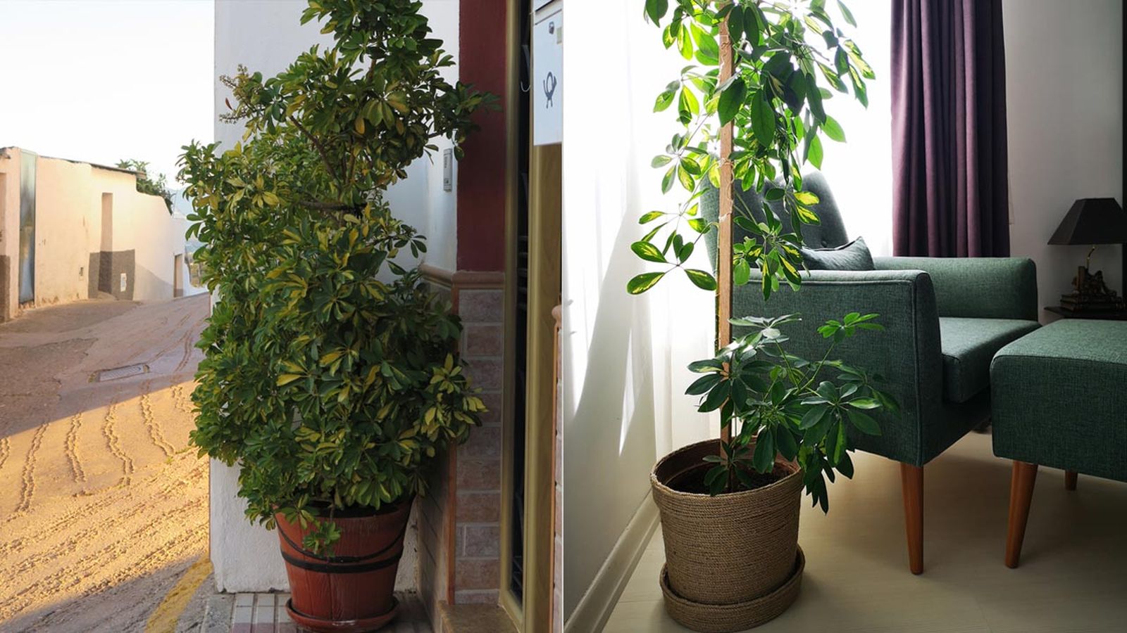 cheflera planta de interior caracteristicas cuidados.jardinatis cheflera planta de interior caracteristicas cuidados.jardinatis