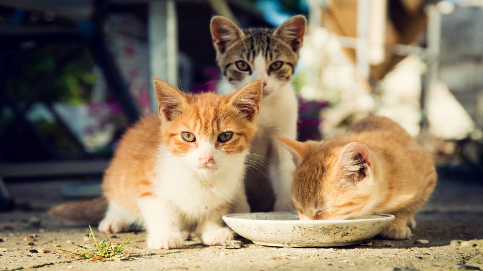 gatos comunitarios