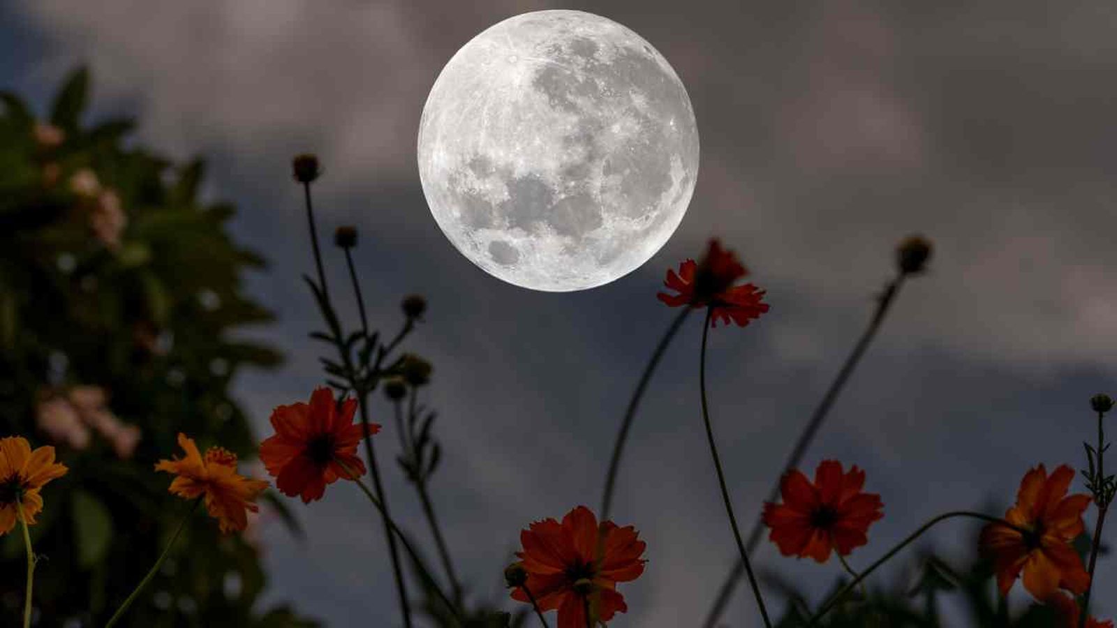 como afecta la luna a las plantas