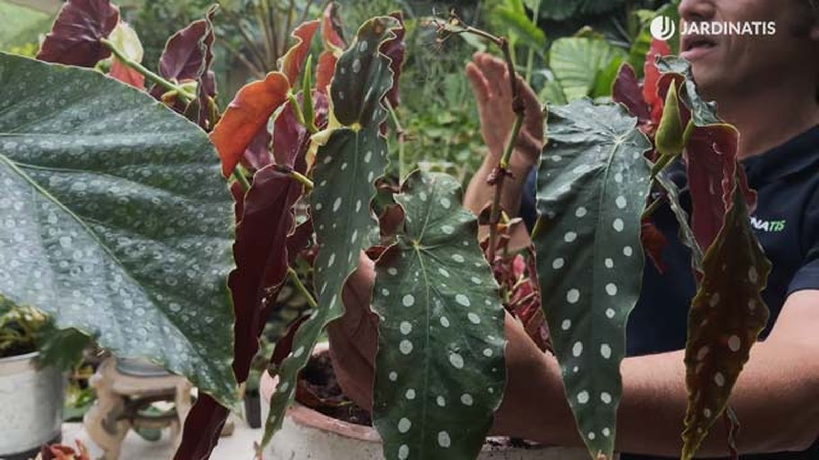 begonia maculata begonia polka dot coleccion de inigo segurola jardinatis begonia maculata begonia polka dot coleccion de inigo segurola jardinatis