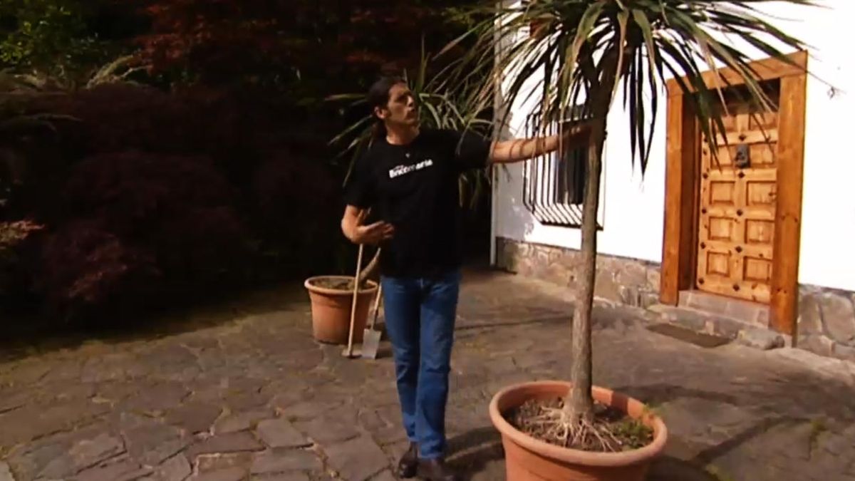 brico jardin 616 poda de raices de la dracena marginata