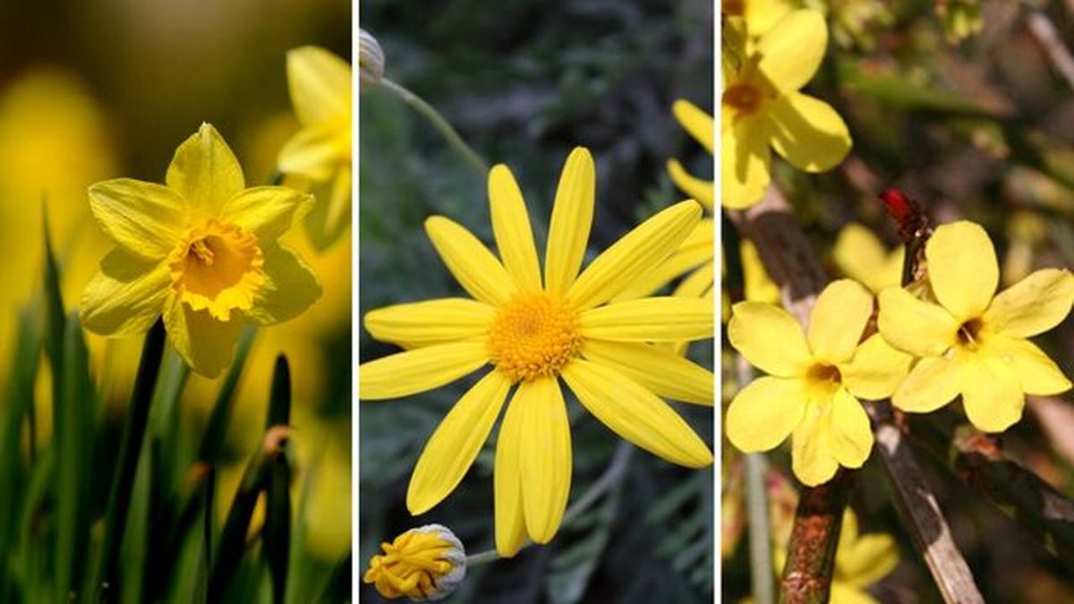 flores amarillas narciso euryops  pectinatus jazmin de invierno