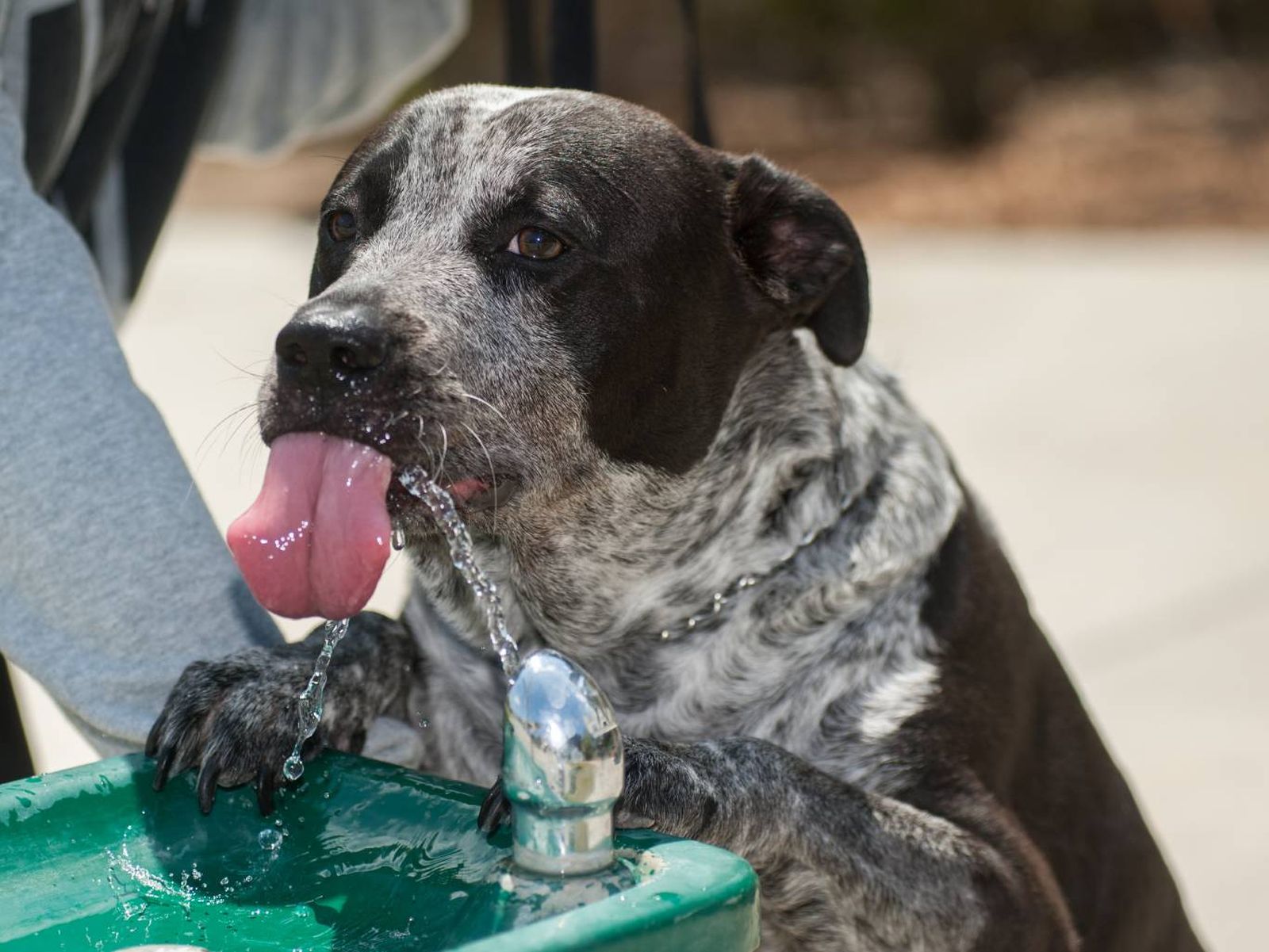 Si tu perro bebe agua de un recipiente contaminado, se puede exponer a varias enfermedades. Si tu perro bebe agua de un recipiente contaminado, se puede exponer a varias enfermedades.