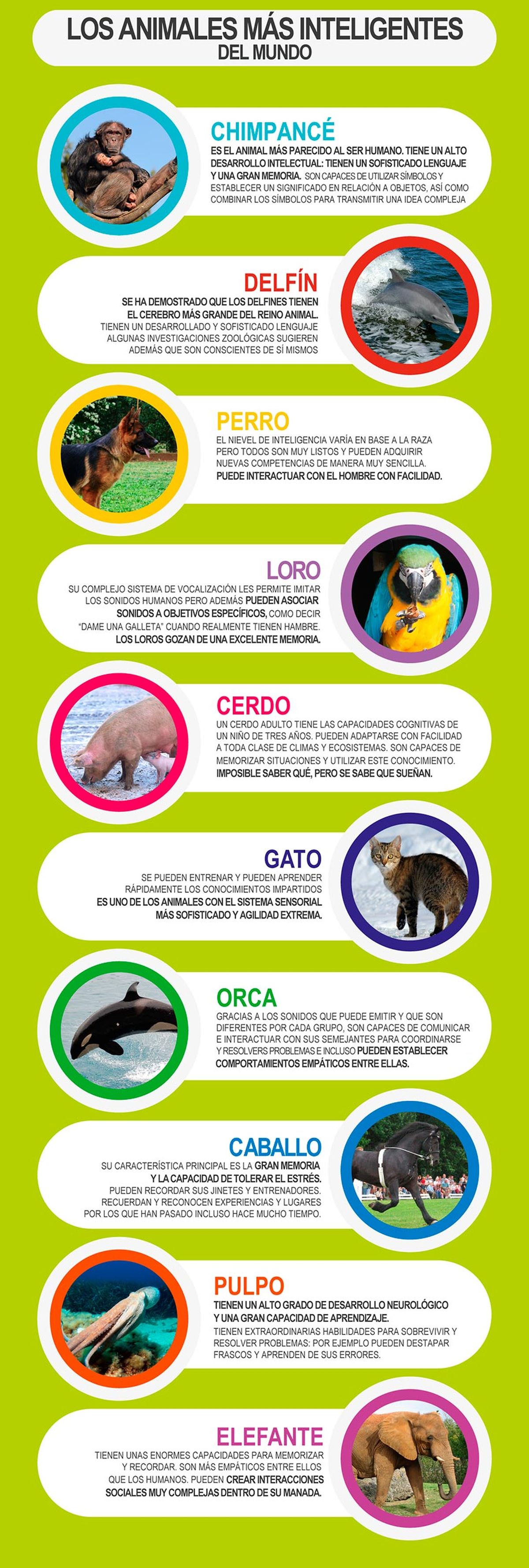 10 animales mas inteligentes mundo