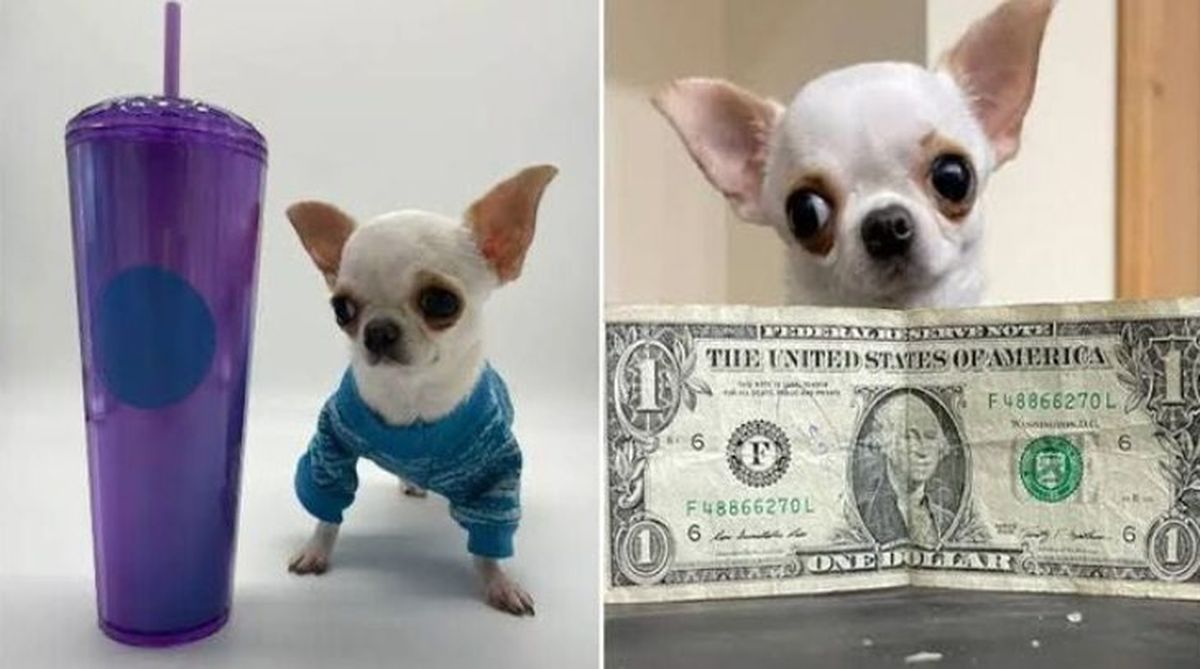 perro mas pequeno del mundo pearl ok