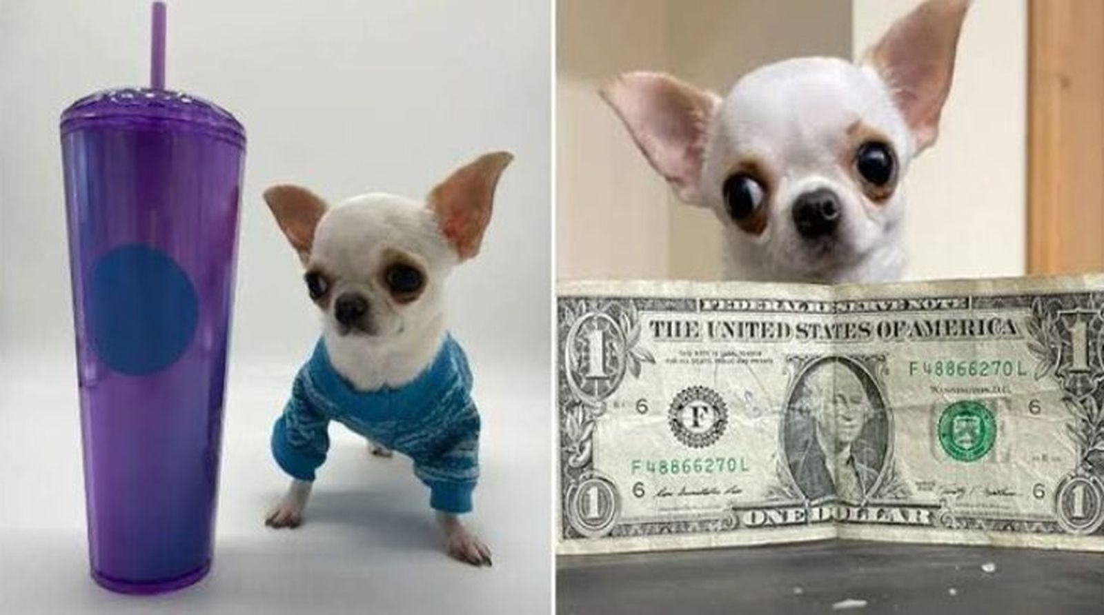 perro mas pequeno del mundo pearl ok perro mas pequeno del mundo pearl ok