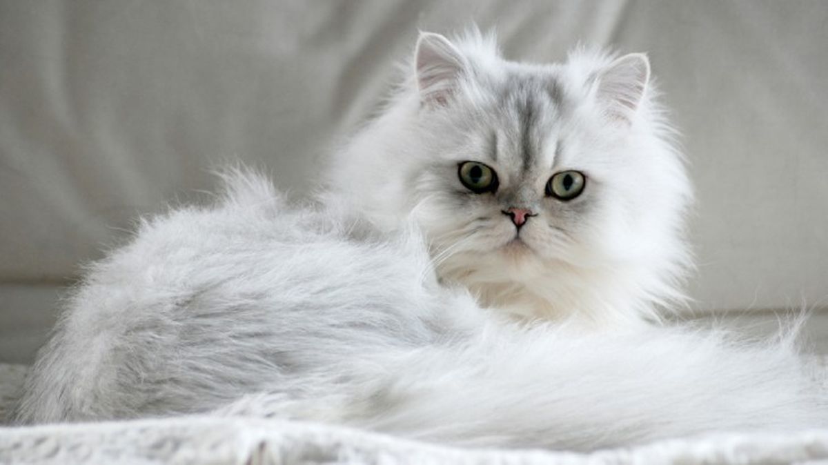 razas de gatos blancos persa