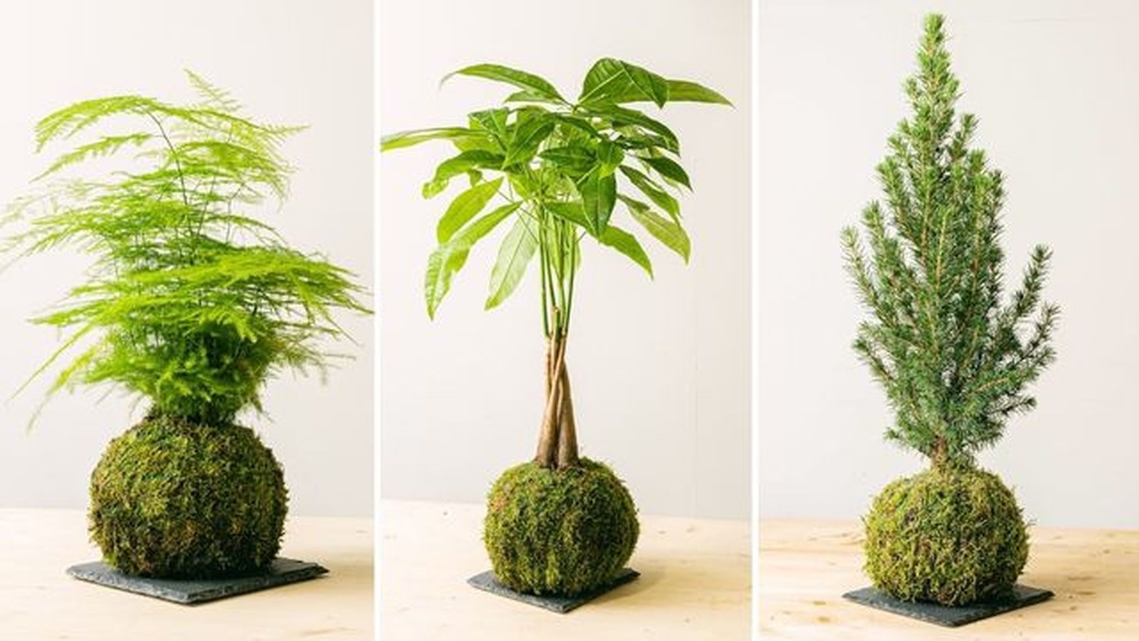 Kokedamas be green Kokedamas be green