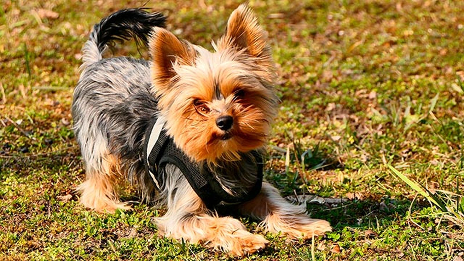 elegir collar arne perro 1 elegir collar arne perro 1