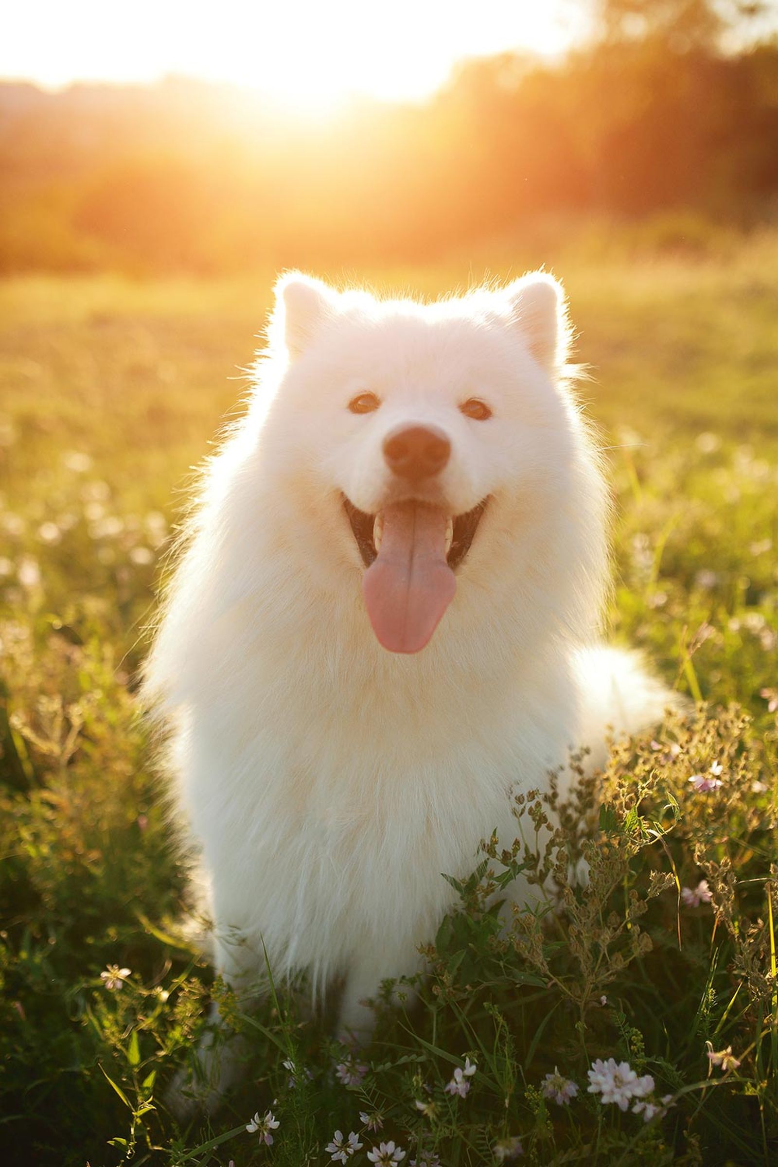 perroz razas samoyedo perroz razas samoyedo
