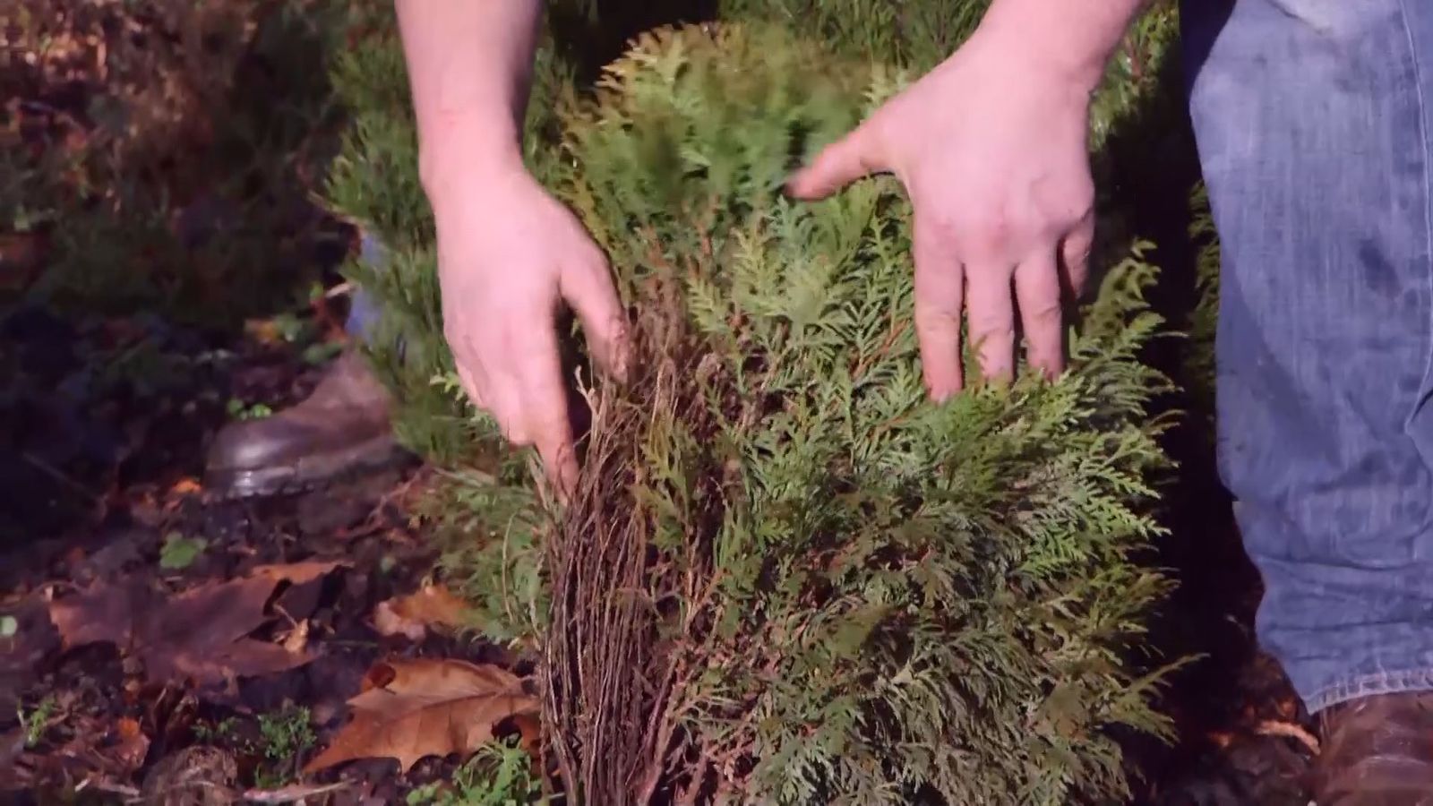 brico 939 3 coniferas forma esferica thuya danada brico 939 3 coniferas forma esferica thuya danada